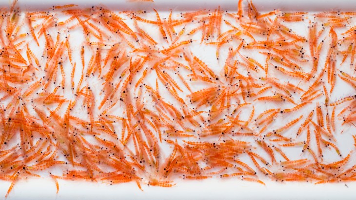 Krill yağı omega-3 asitlerini barındırır.