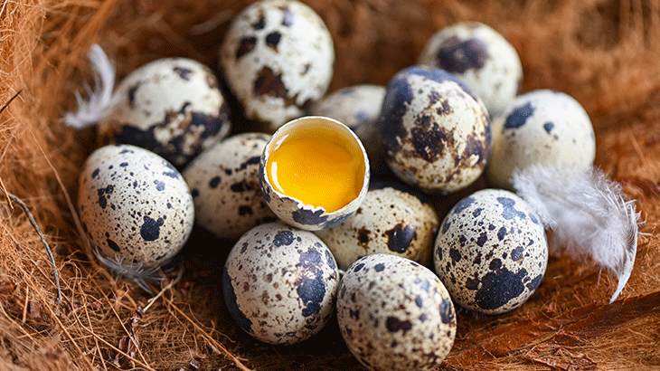 Bıldırcın Yumurtası Faydaları Nelerdir? Bıldırcın Yumurtası Nasıl Yenir?